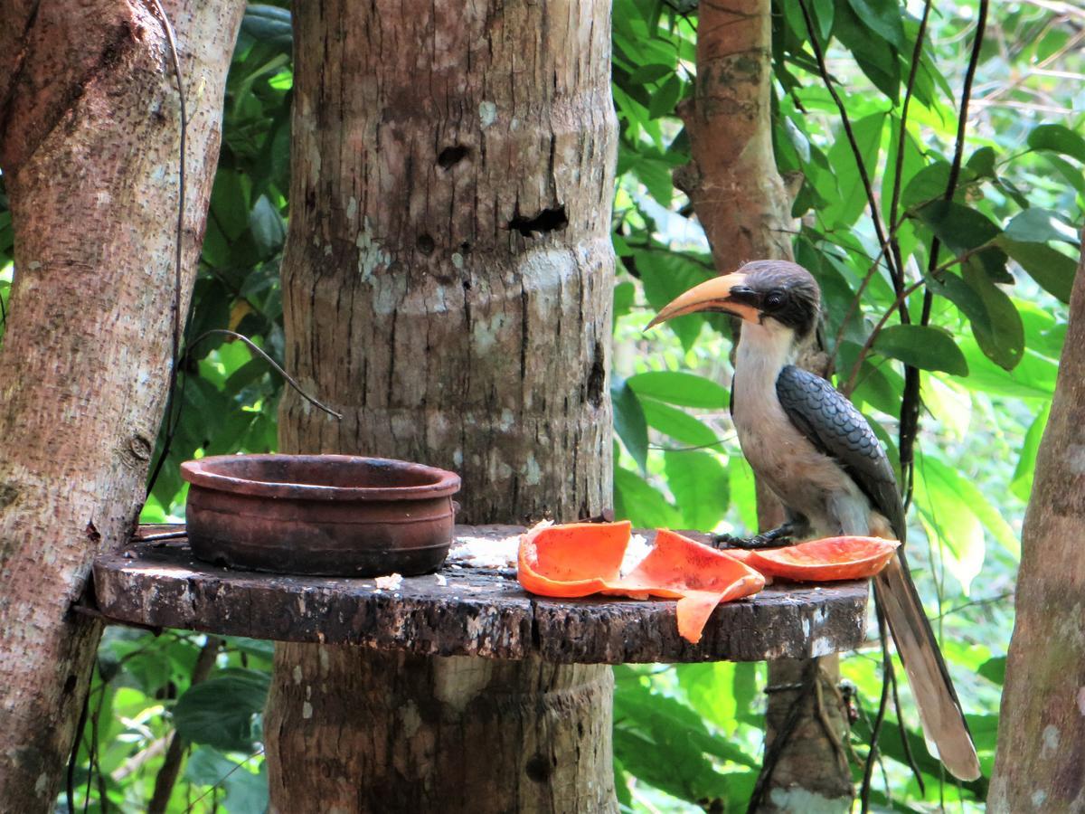 Gallene Gala Nature Resort Kitulgala Ngoại thất bức ảnh