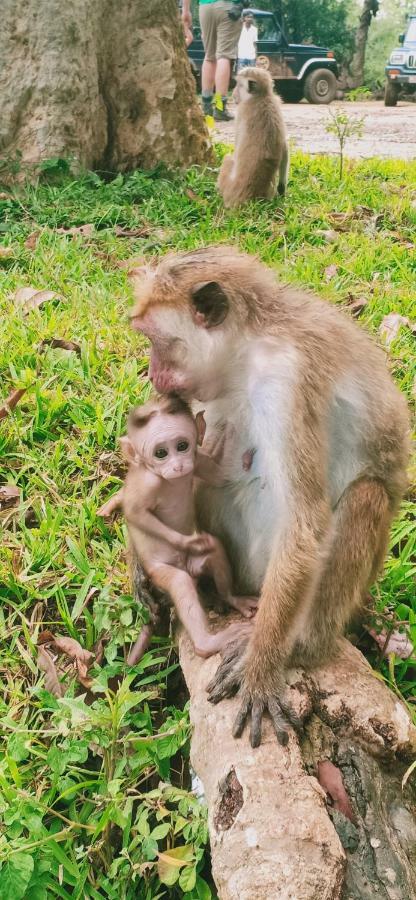 Gallene Gala Nature Resort Kitulgala Ngoại thất bức ảnh